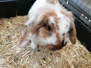 2 Lapins béliers