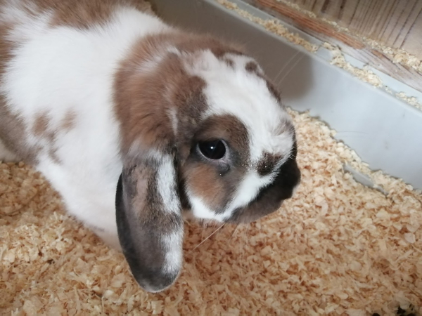 Biscuit