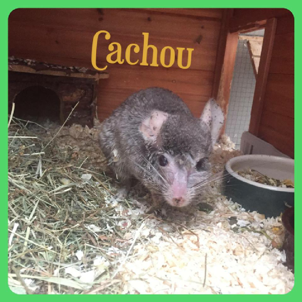 Cachou