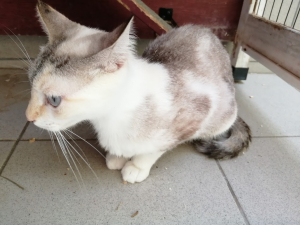 Mia