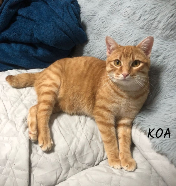 Koa