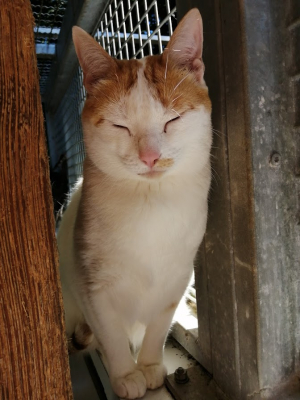 Bella