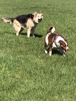 Pumba et Nala