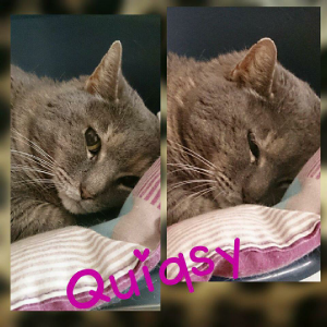 Quiqsy