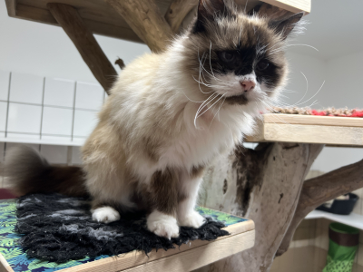 Ginger (r&eacute;serv&eacute;e)