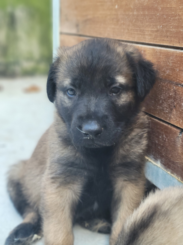 Chiot berger des montagne portugais