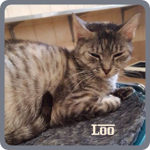 Loo