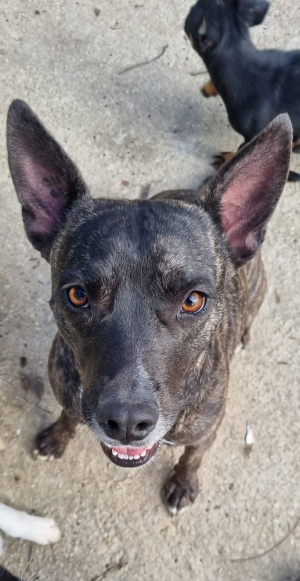 Fiona
