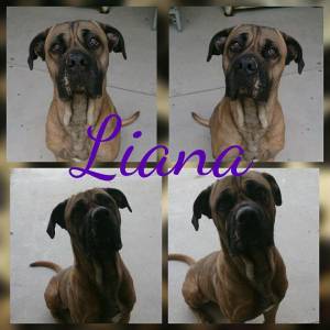 liana
