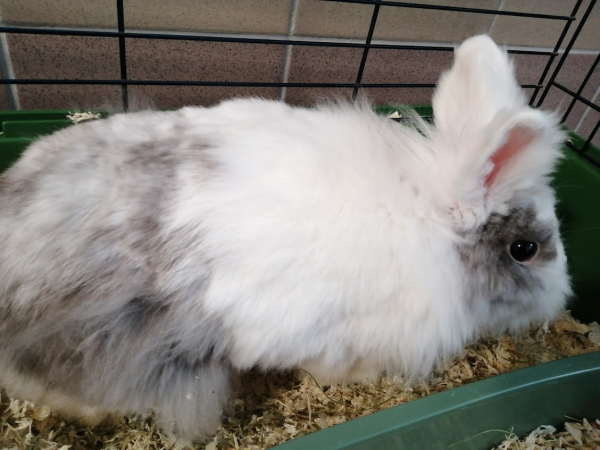 Lapin nain angora