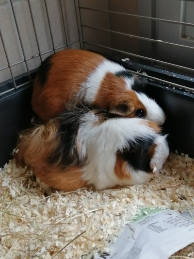 2cobayes