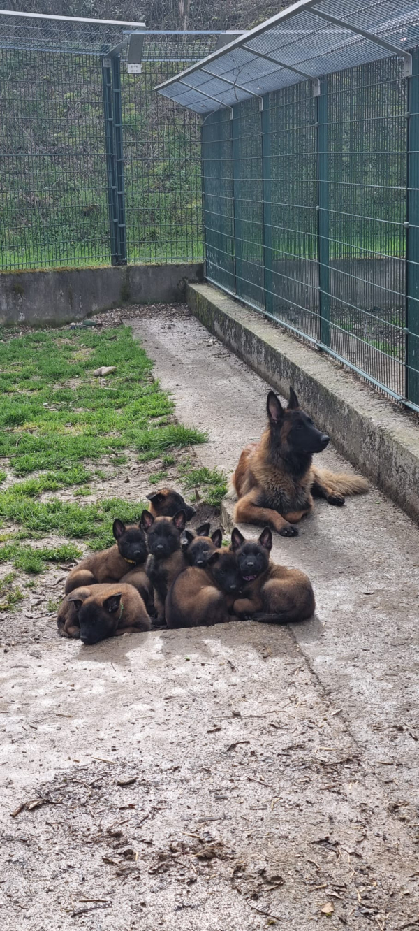 Chiots Tervuren