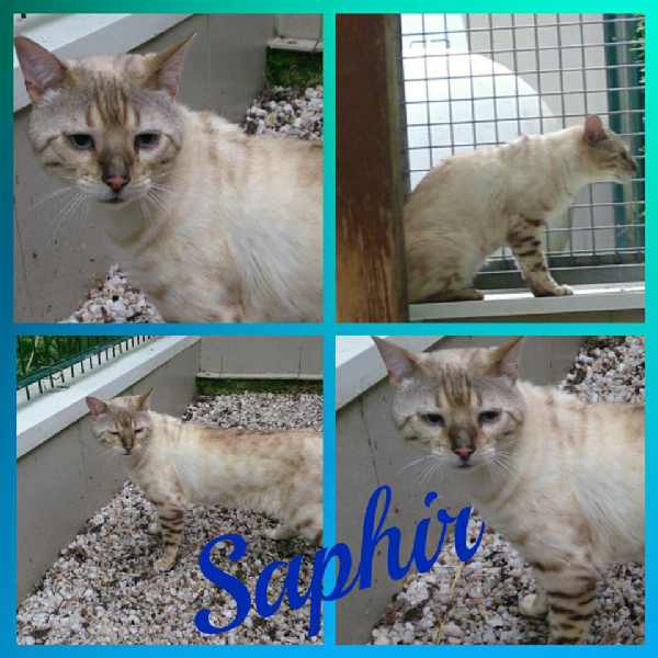 Saphir