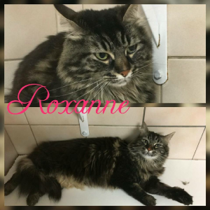 Roxanne