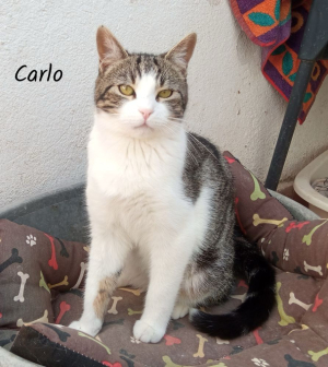 Carlo