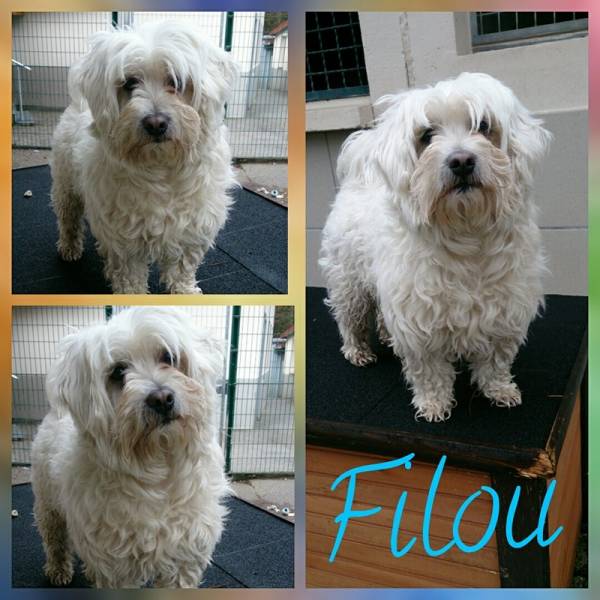 filou