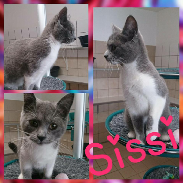 Sissi