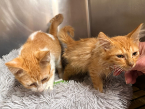 2 chatonnes