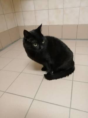 Négus