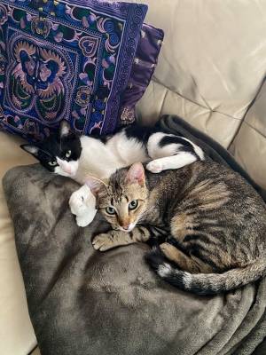 Tigrou et Félix