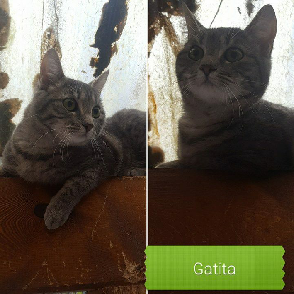 Gatita