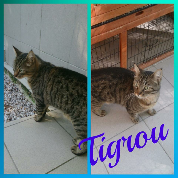 Tigrou