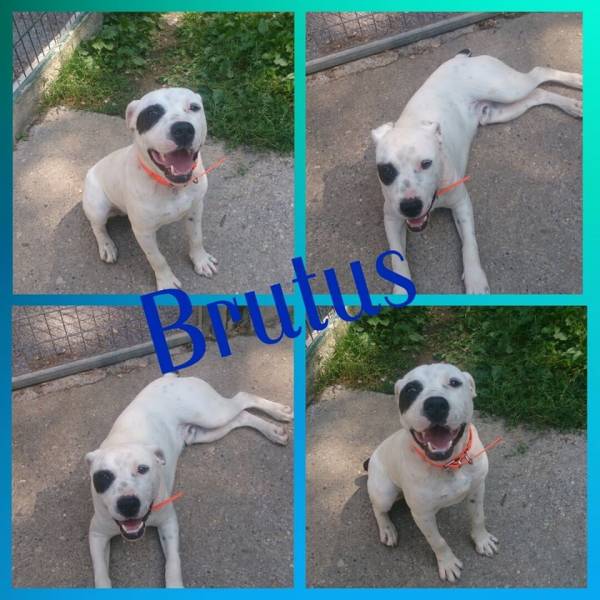 Brutus