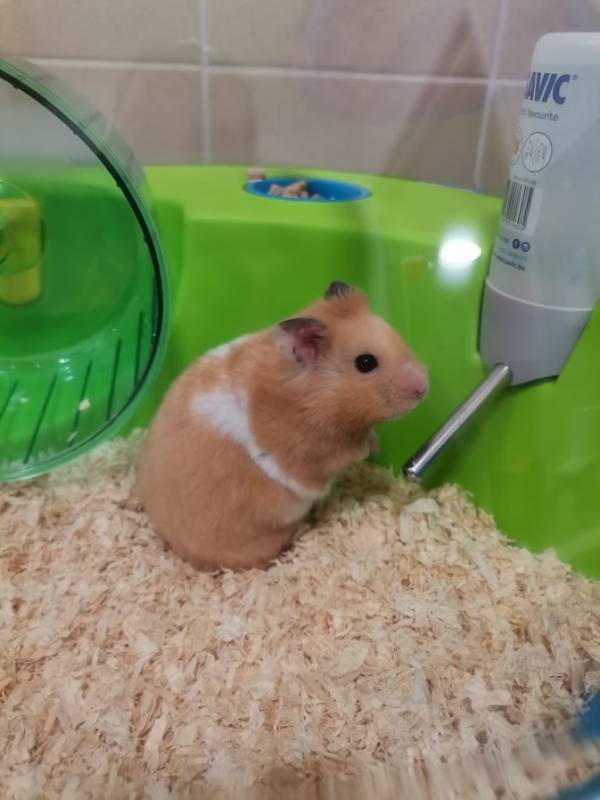 Hamster doré