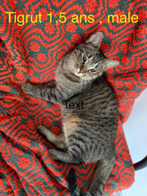 Tigrut