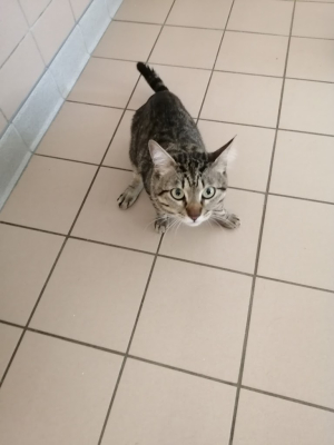 Xiki