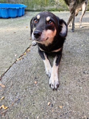 Nilla