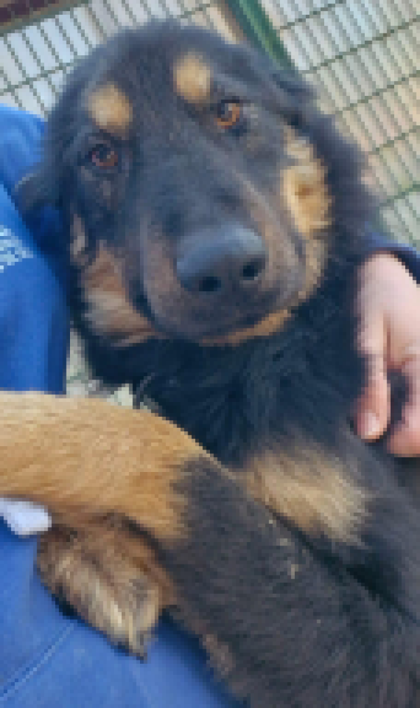 Alpha