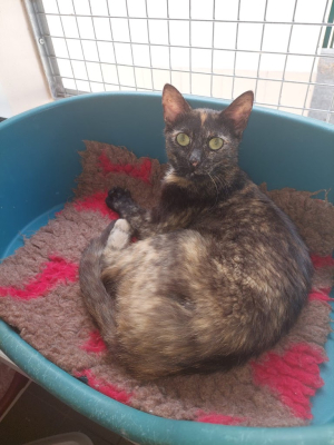 Nala
