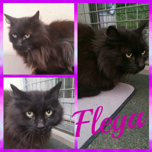 Fleya