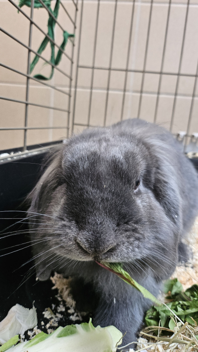 Nori