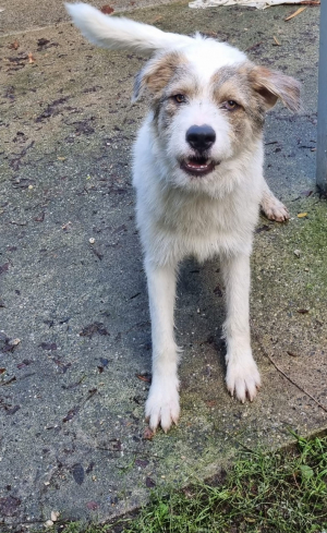 Max