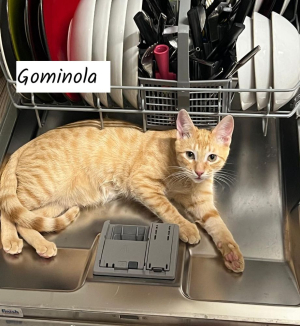 Gominola