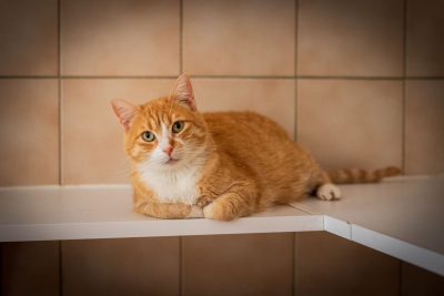 Sirius