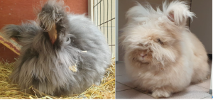 2 lapines anglais angora