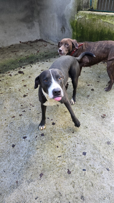 Cosmos dit " Snoopy "