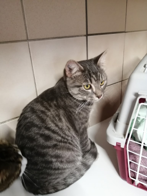 Boléro