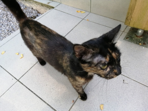 Pupie