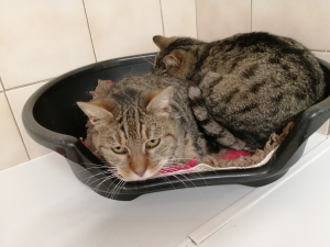 Mimine et Minette