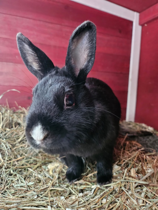 Lapin noir