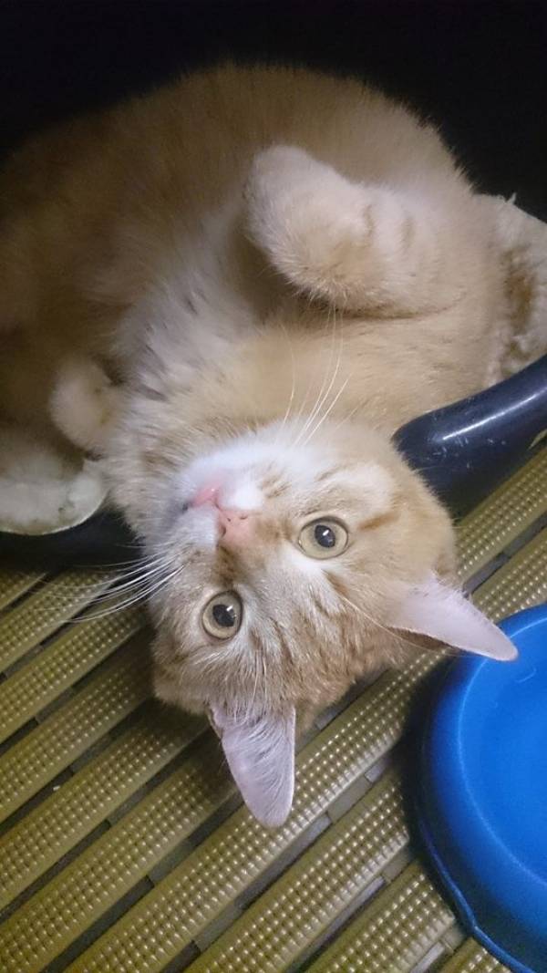 Paquito