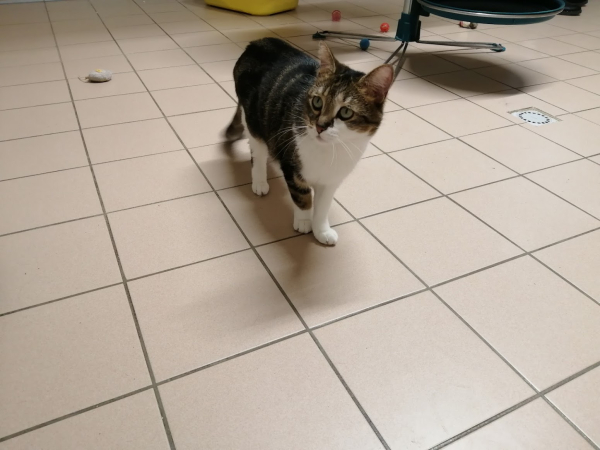 Neyla