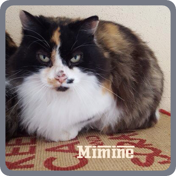 Mimine