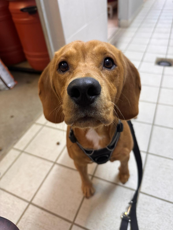 Charly ( Beagle )