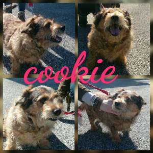 cookie
