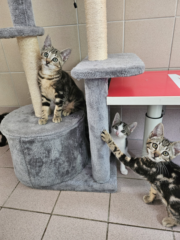 Chatons